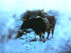 oxen2t.jpg (14357 bytes)
